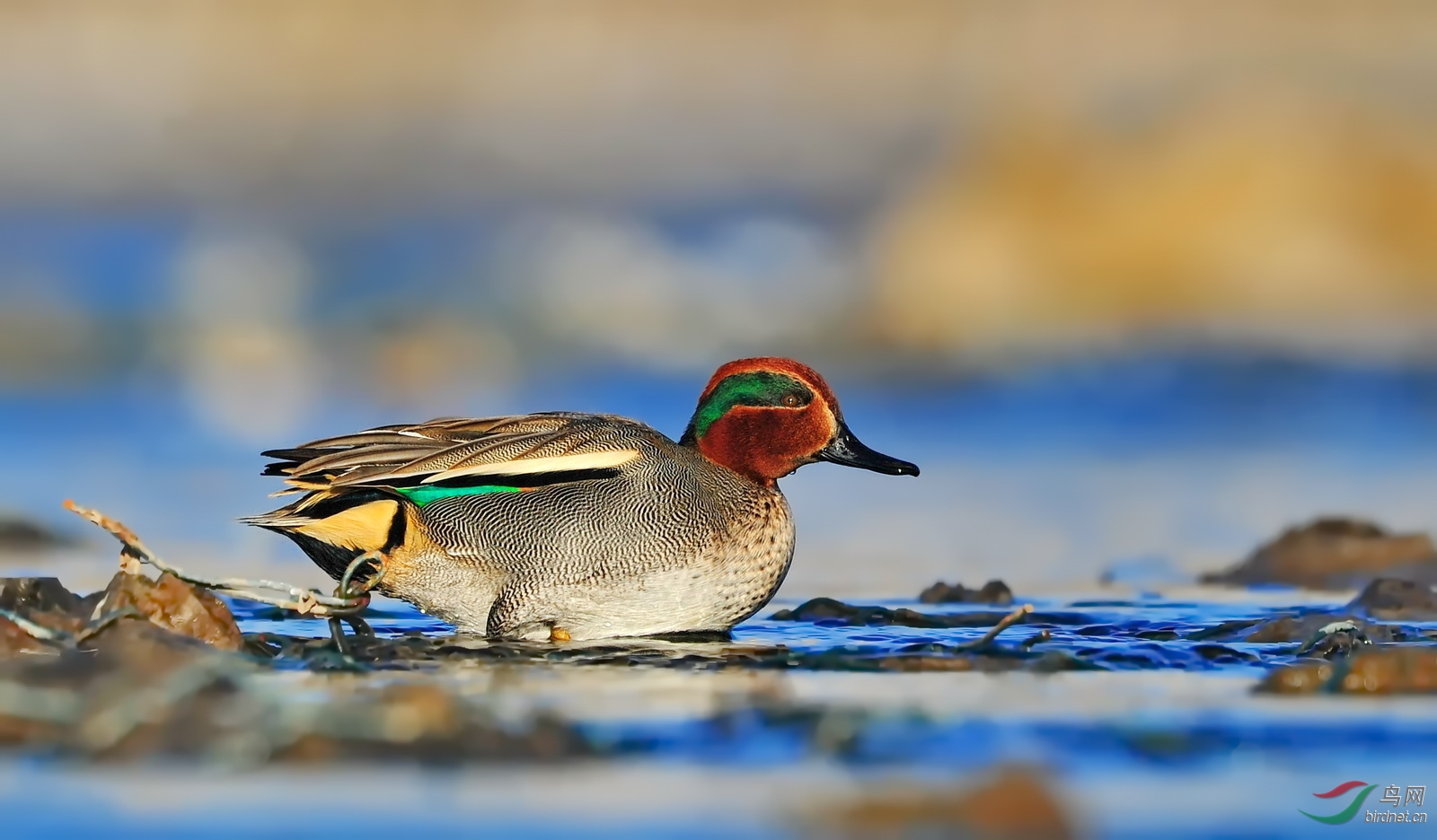 绿翅鸭