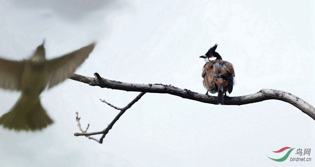 同期鳥,枯枝憔悴,丫枝水靈,是枝擇鳥還是鳥擇枝?