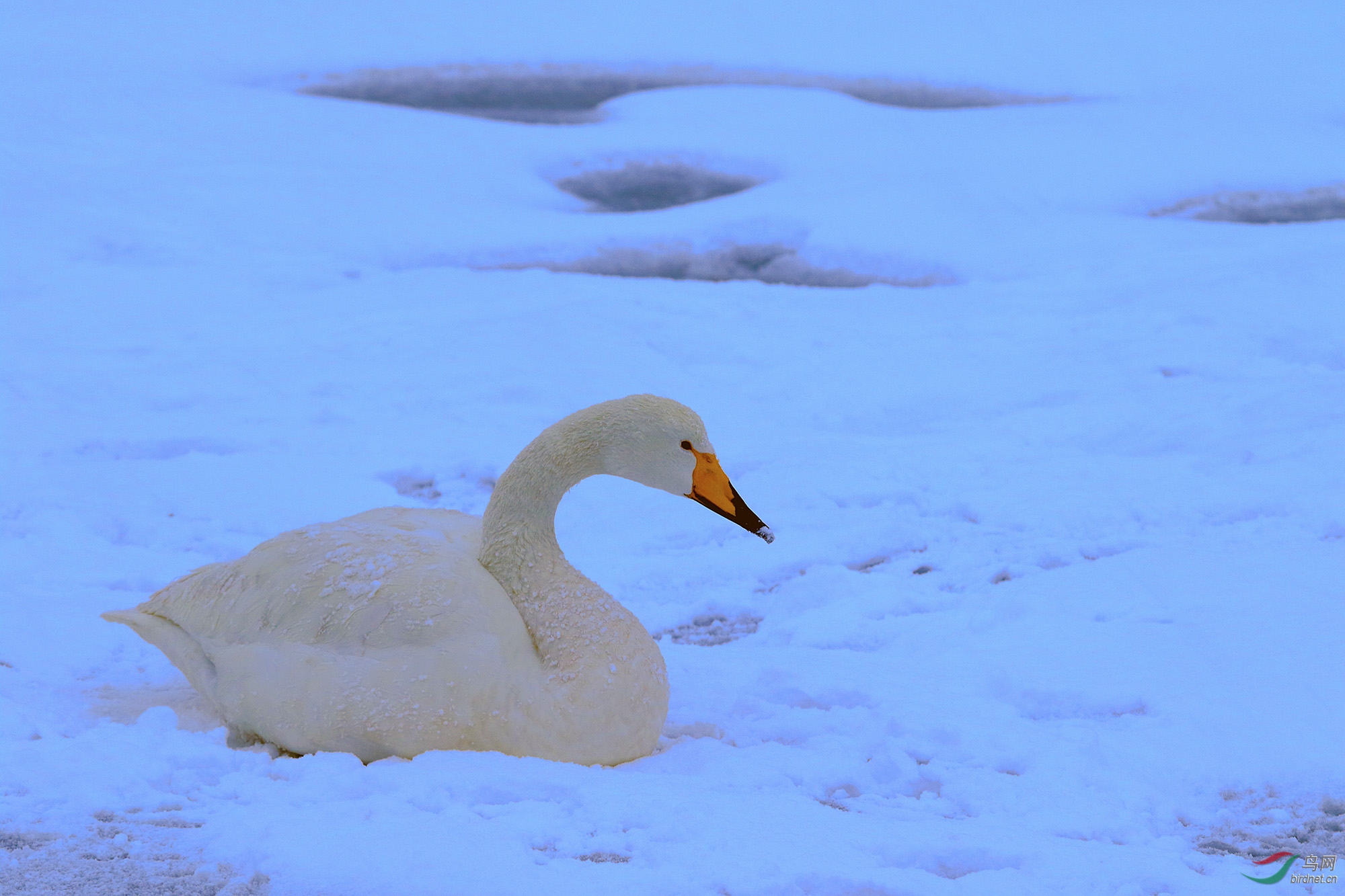 冰天雪地天鹅湖