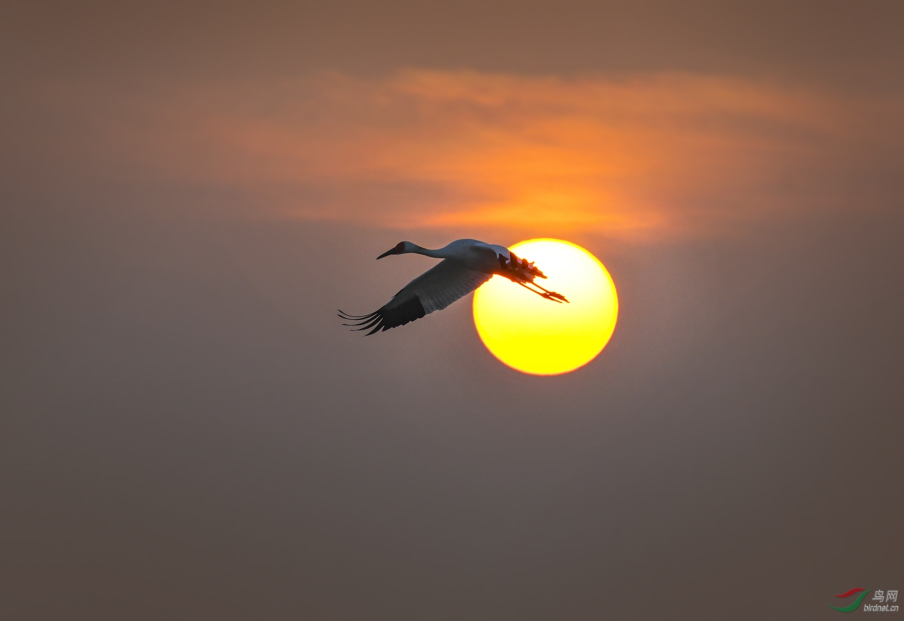 鹤鸣惊四野 日出霞满天(白鹤)