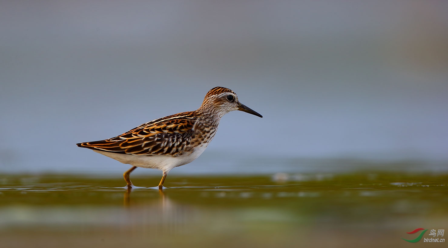 长趾滨鹬长趾滨鹬祝贺获首页精华