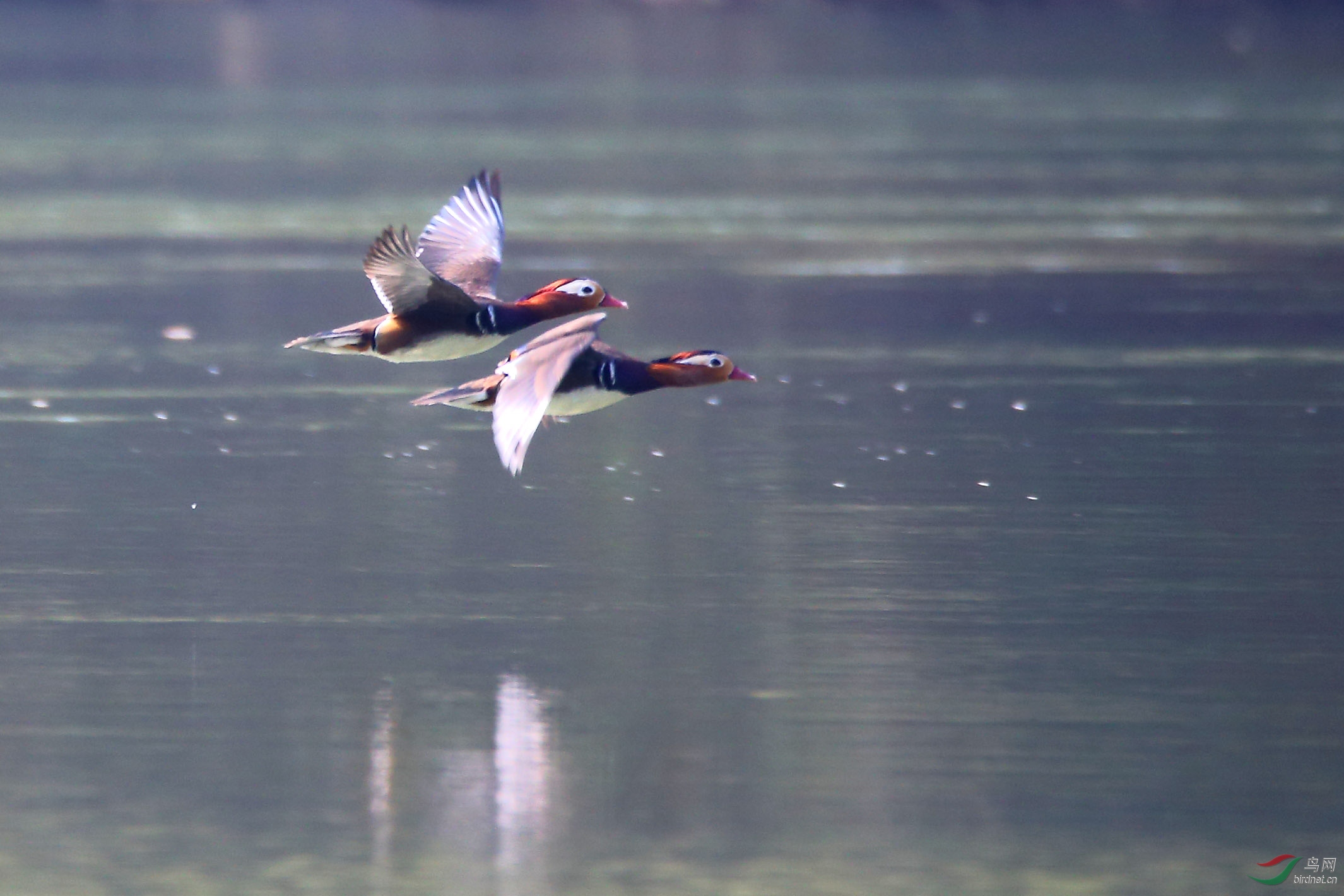 只羡鸳鸯不羡仙