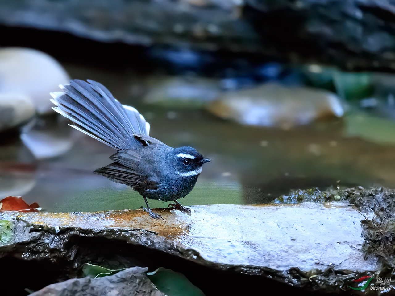 白眉扇尾鹟