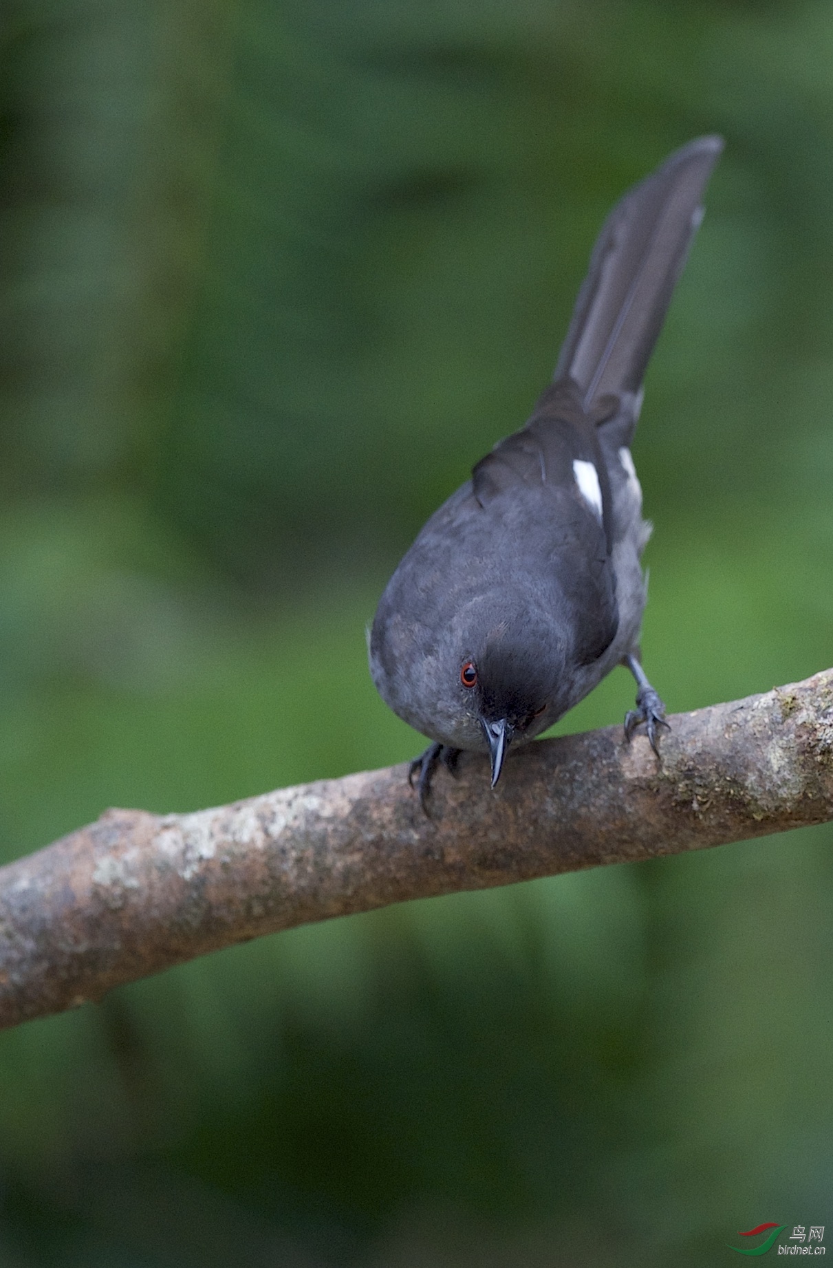 马来西亚:福隆港拍鸟:长尾奇鹛