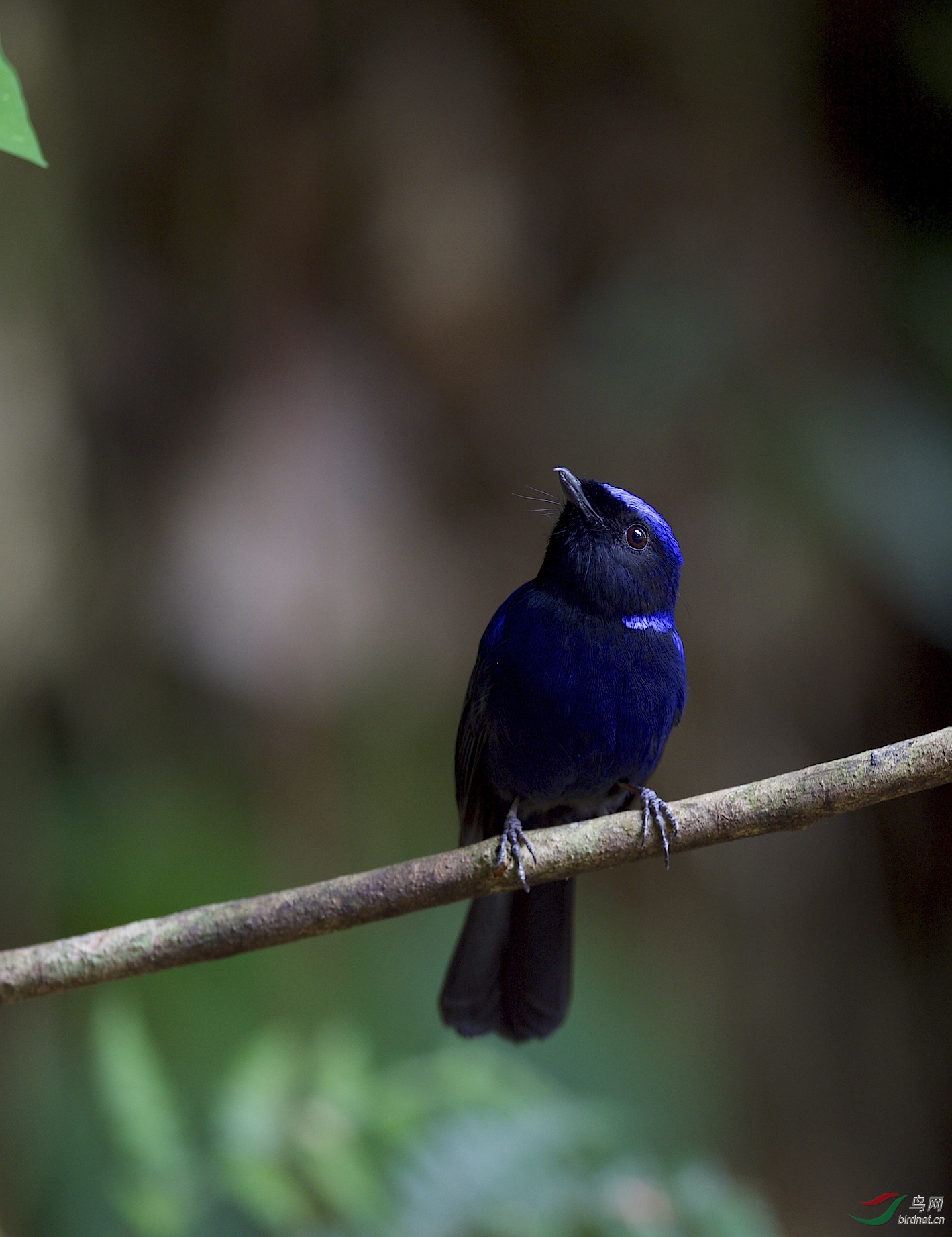 马来西亚福隆港拍鸟大仙翁雄