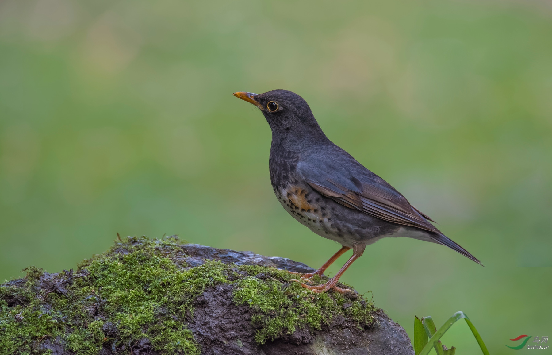 [林鸟] 乌灰鸫---祝海南版2017年红红火火,鸟友好运连连.