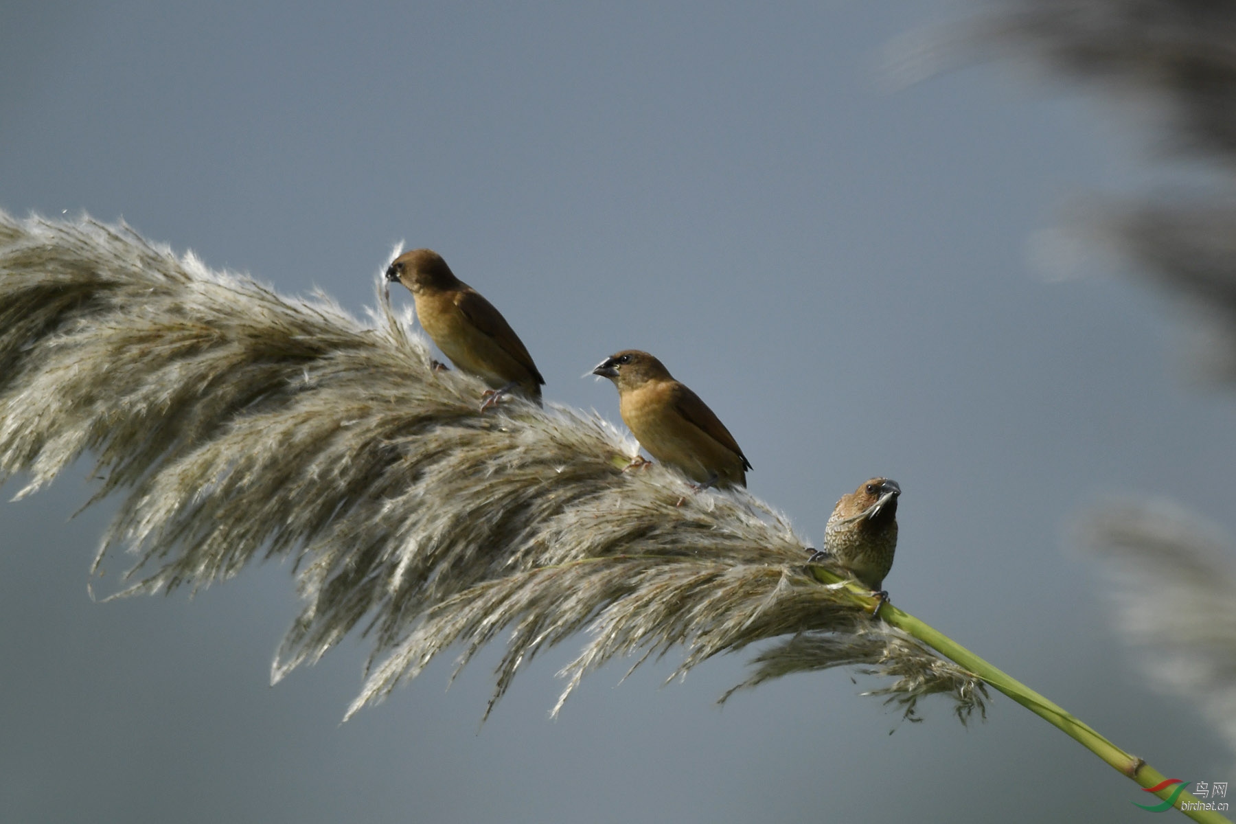 大苇穗上的小鸟