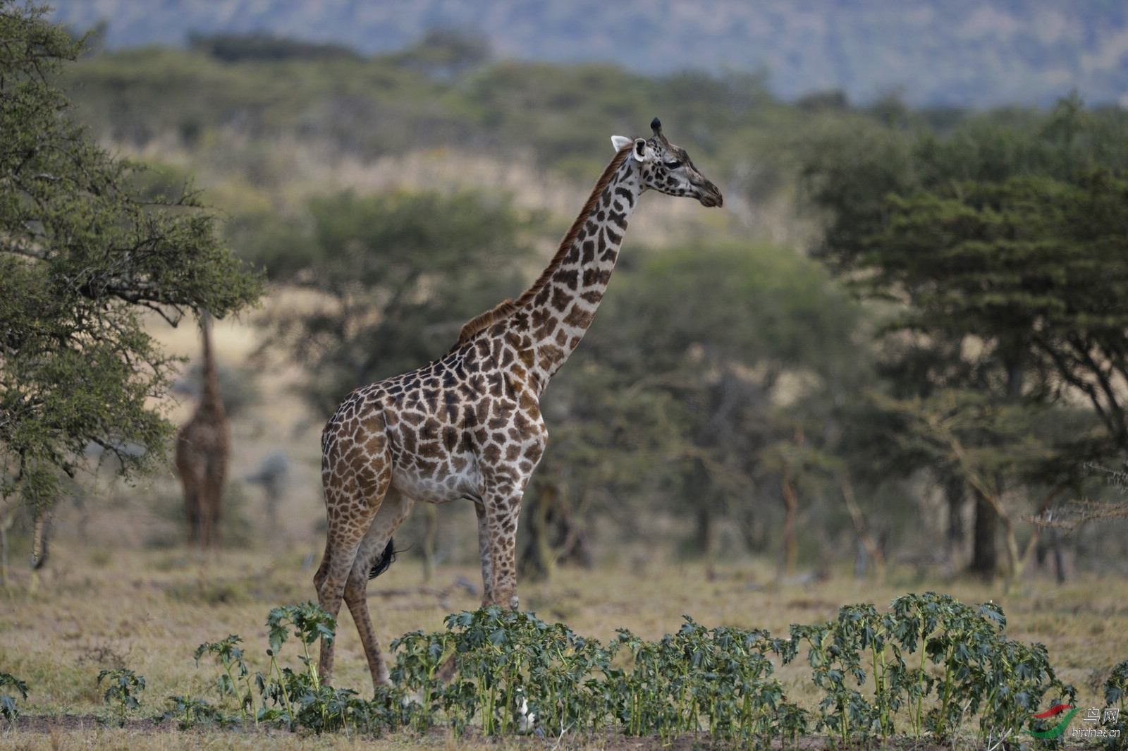 网纹长颈鹿肯尼亚北部的长颈鹿亚种