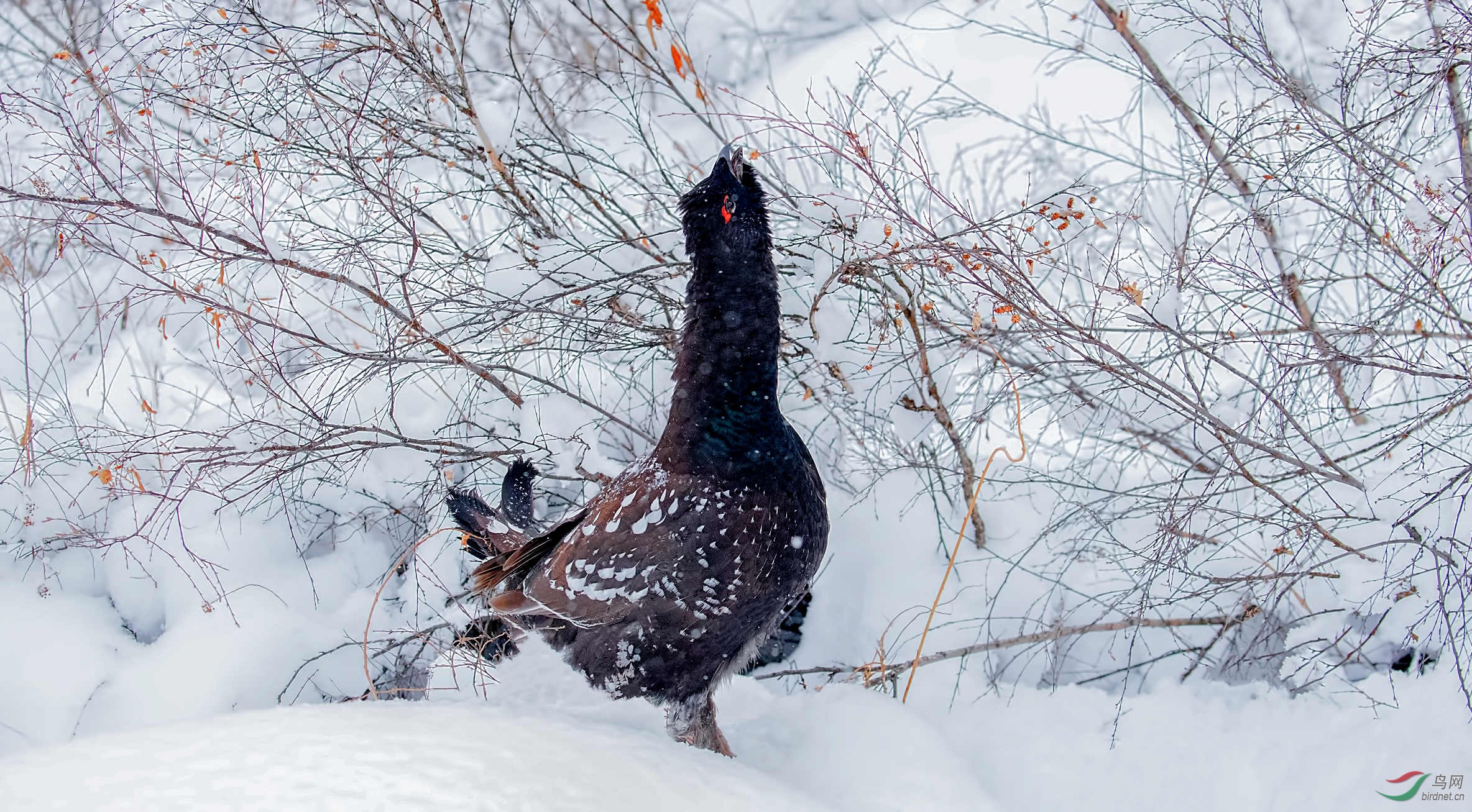 黑嘴松鸡黑嘴松鸡祝贺荣获首页精华