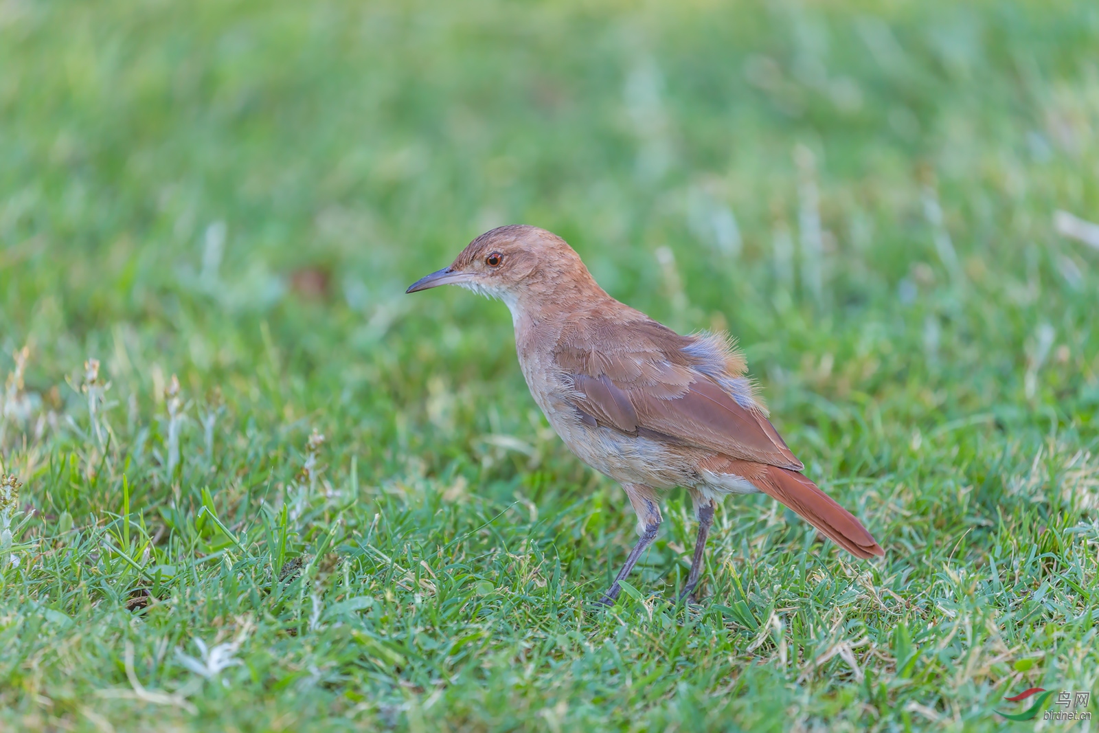 z阿根廷的国鸟:z