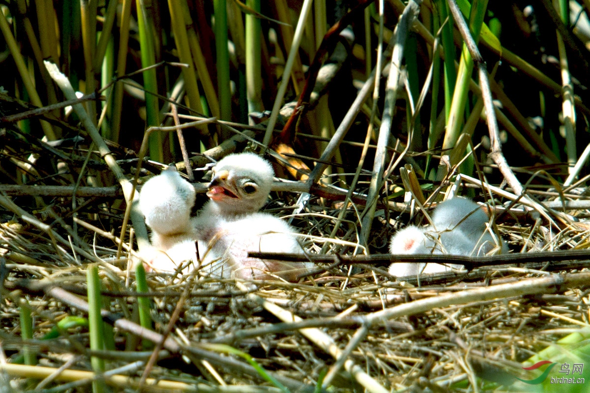宝宝在茁壮成长