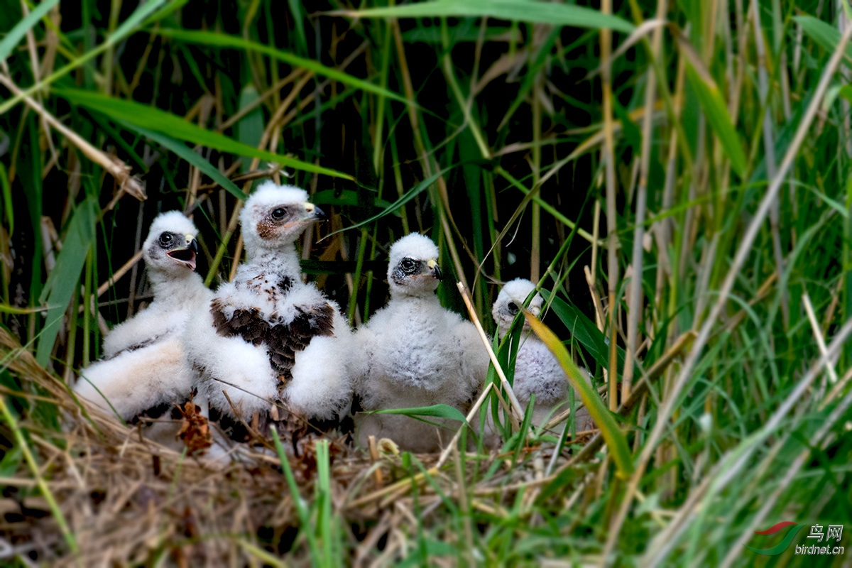 宝宝在茁壮成长