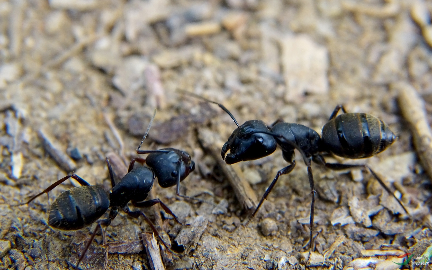 蚂蚁打架