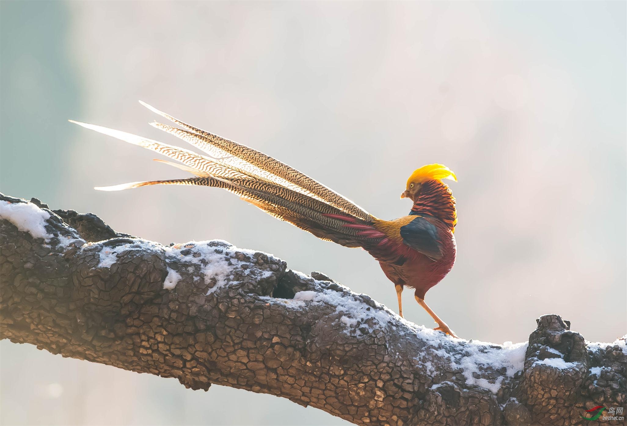 树上的红腹锦鸡