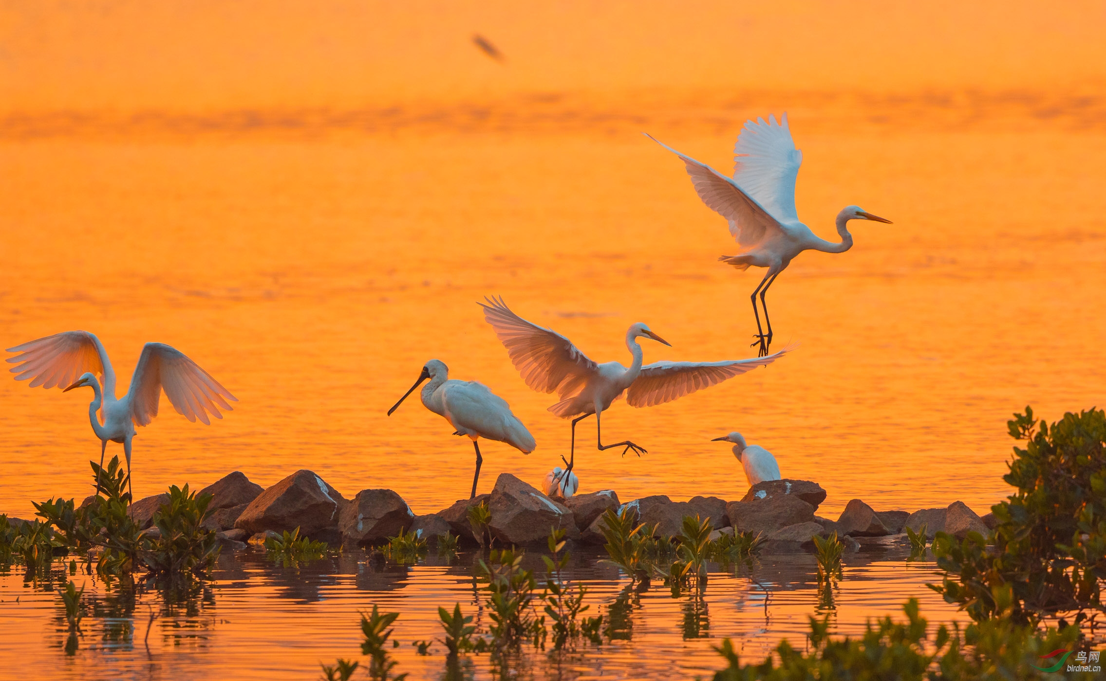 古诗系列--鹭鸶(二)