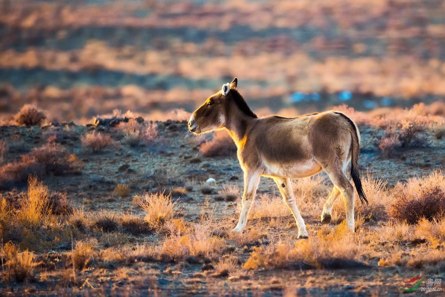 蒙古野驴恭贺获野生动物精华