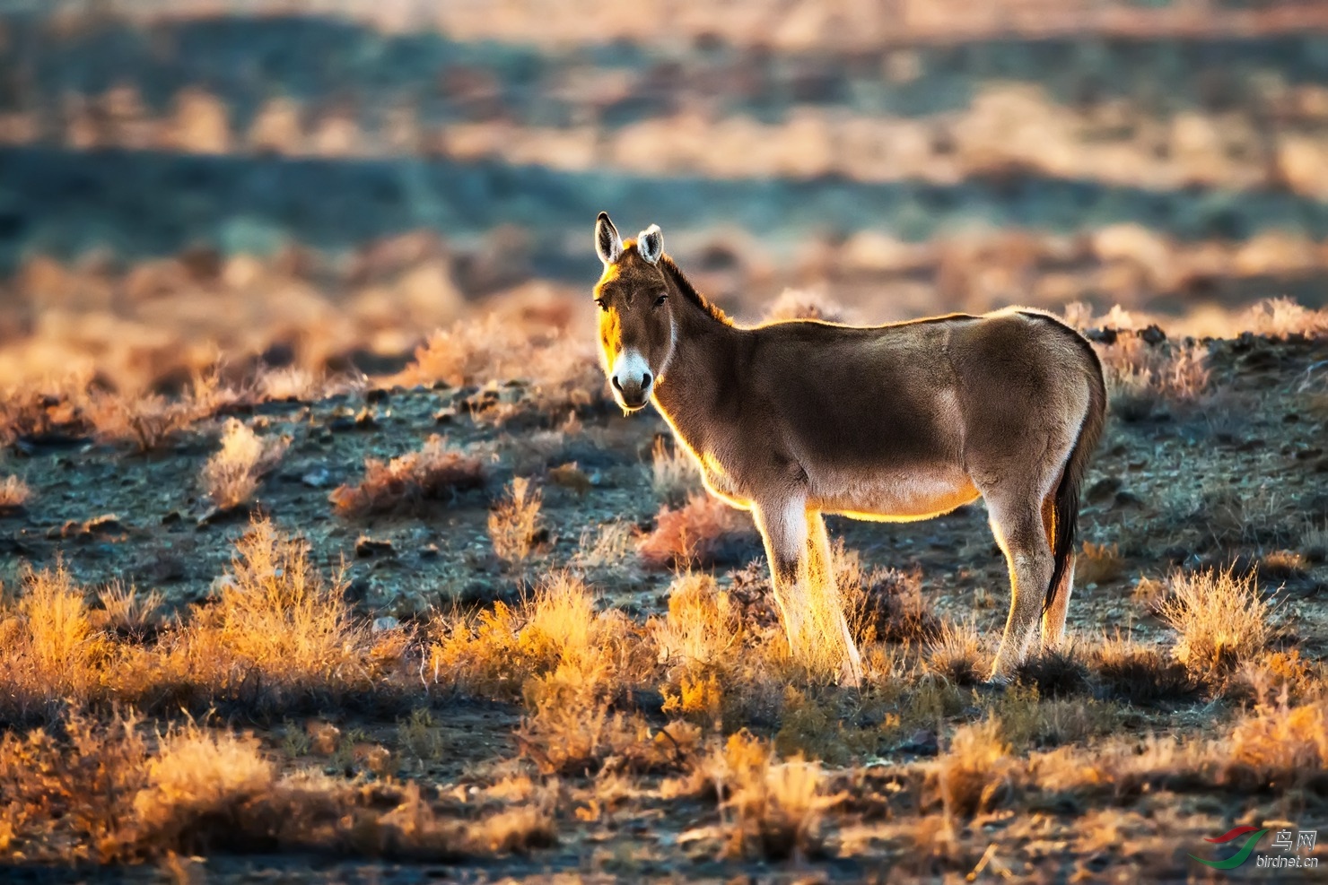蒙古野驴恭贺获野生动物精华