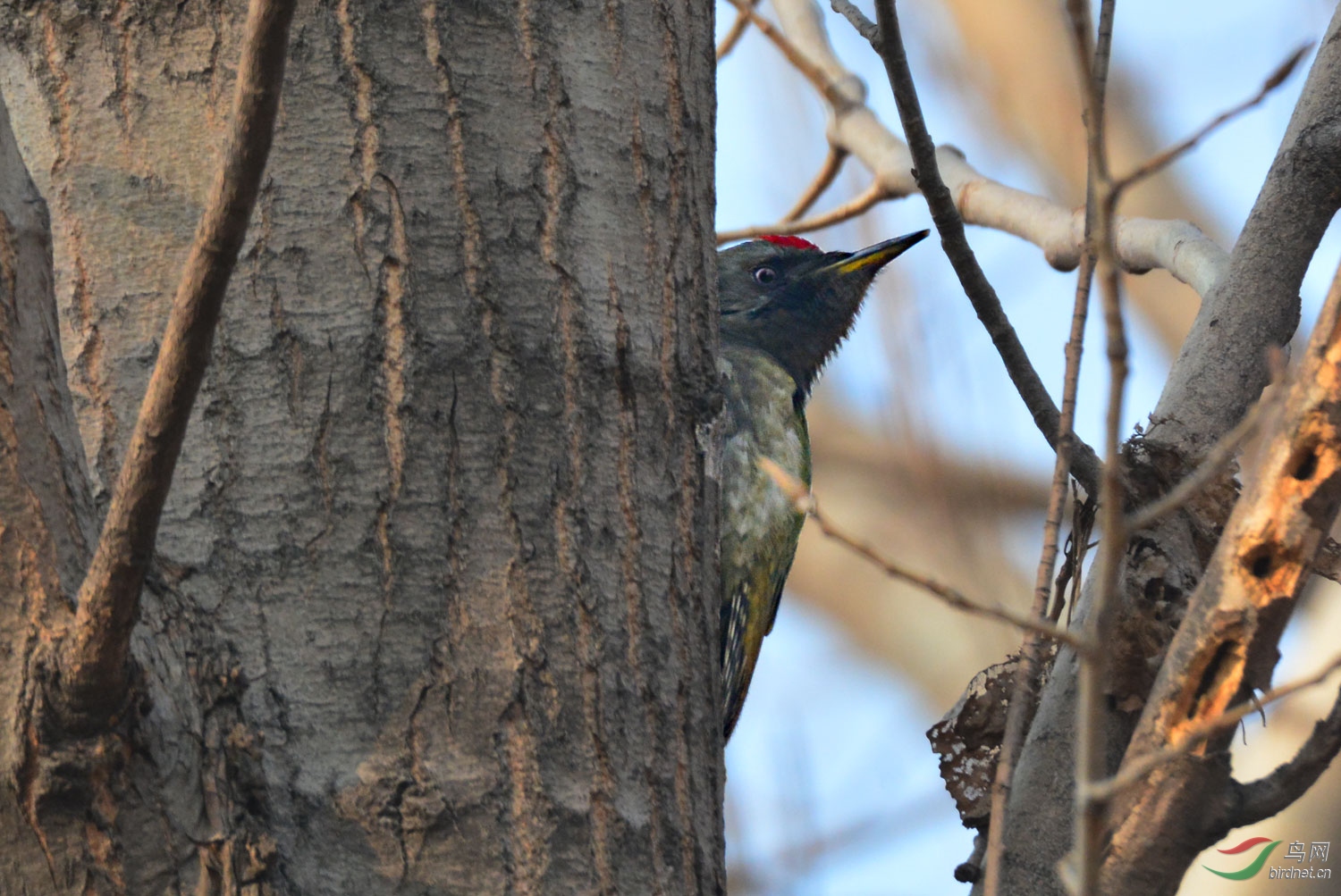 黑头绿啄木鸟你见过吗