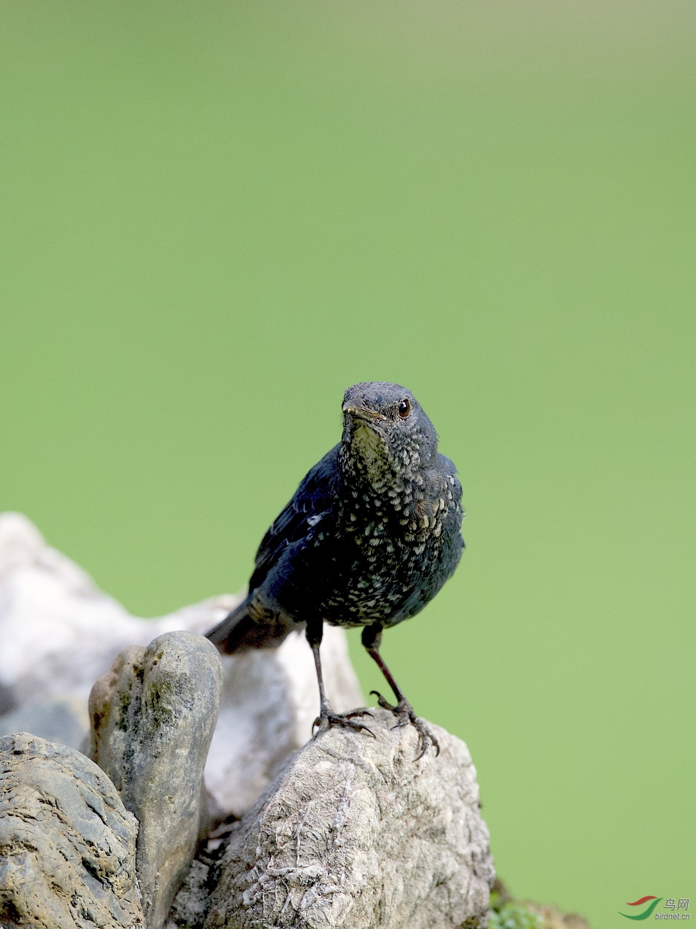 马来西亚:霹雳州怡保拍鸟:蓝矶鸫(雌)
