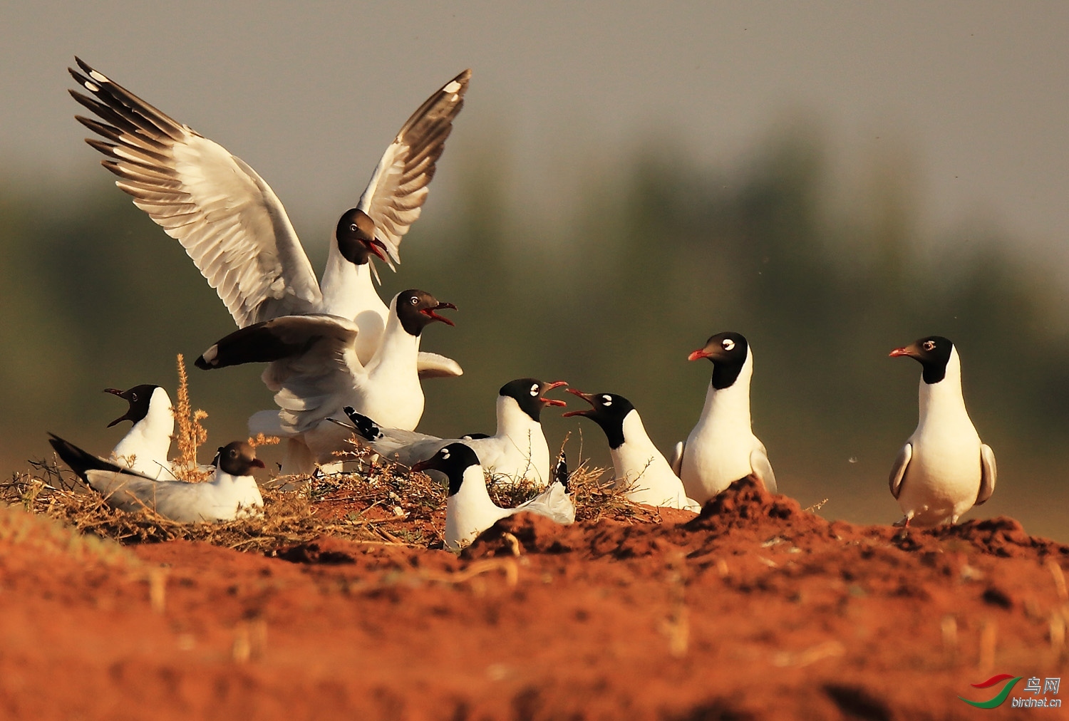 感谢有你,相约陕版——2016鸟网陕西版年末摄影大pk