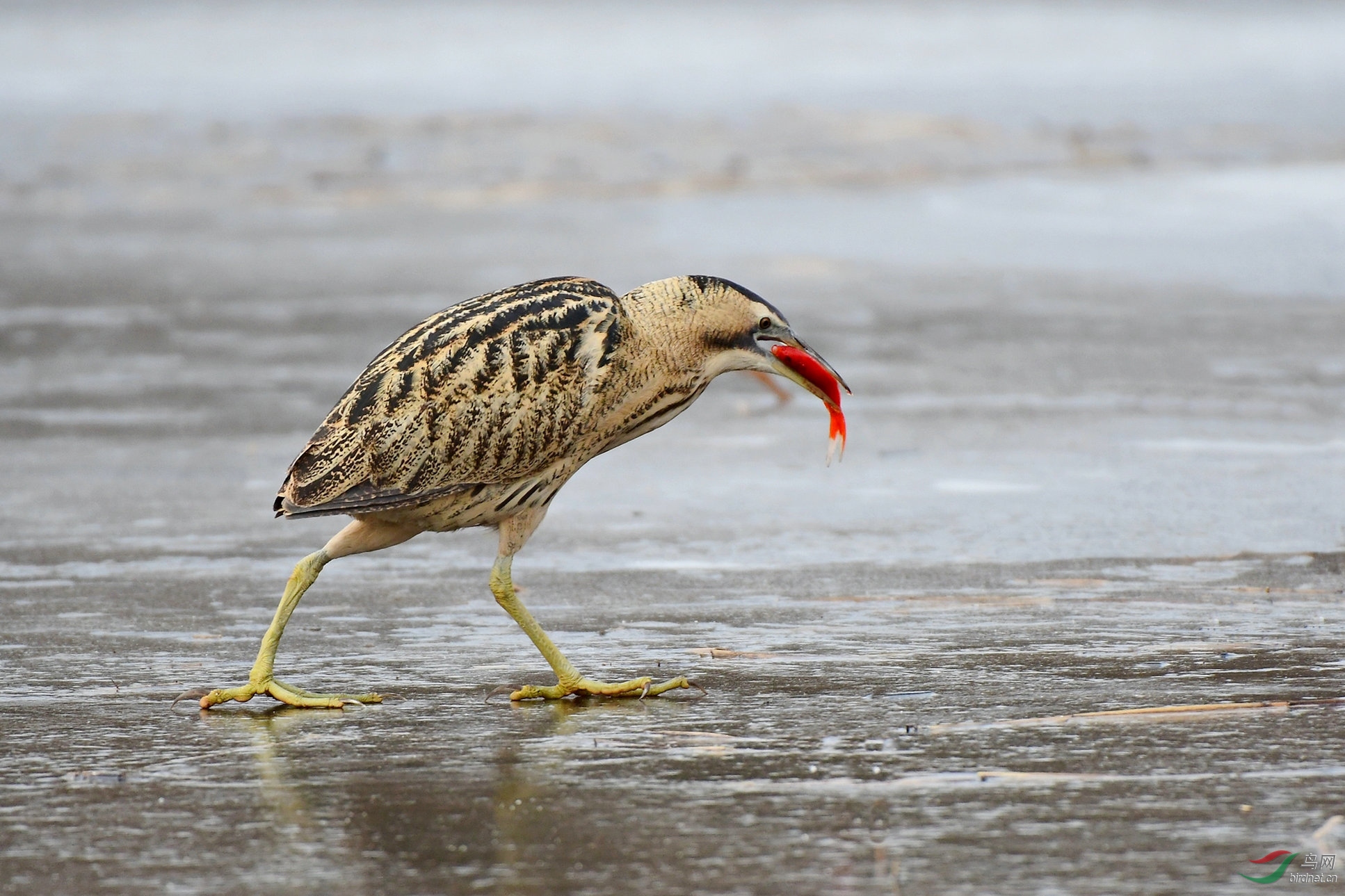 爱吃红鱼的大 麻鳽-爱鸟护鸟人鸟和谐