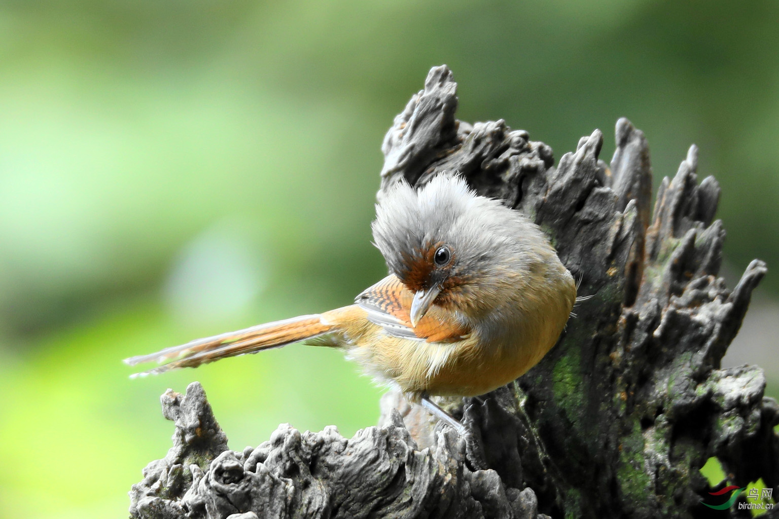 忸怩锈额斑翅鹛