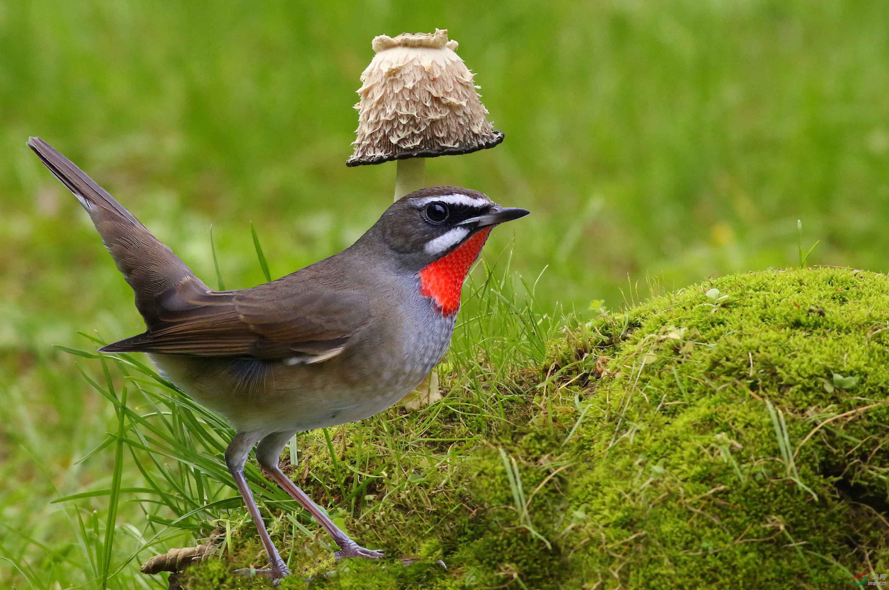 (红喉歌鸲)帽哥【祝贺荣获首页精华】