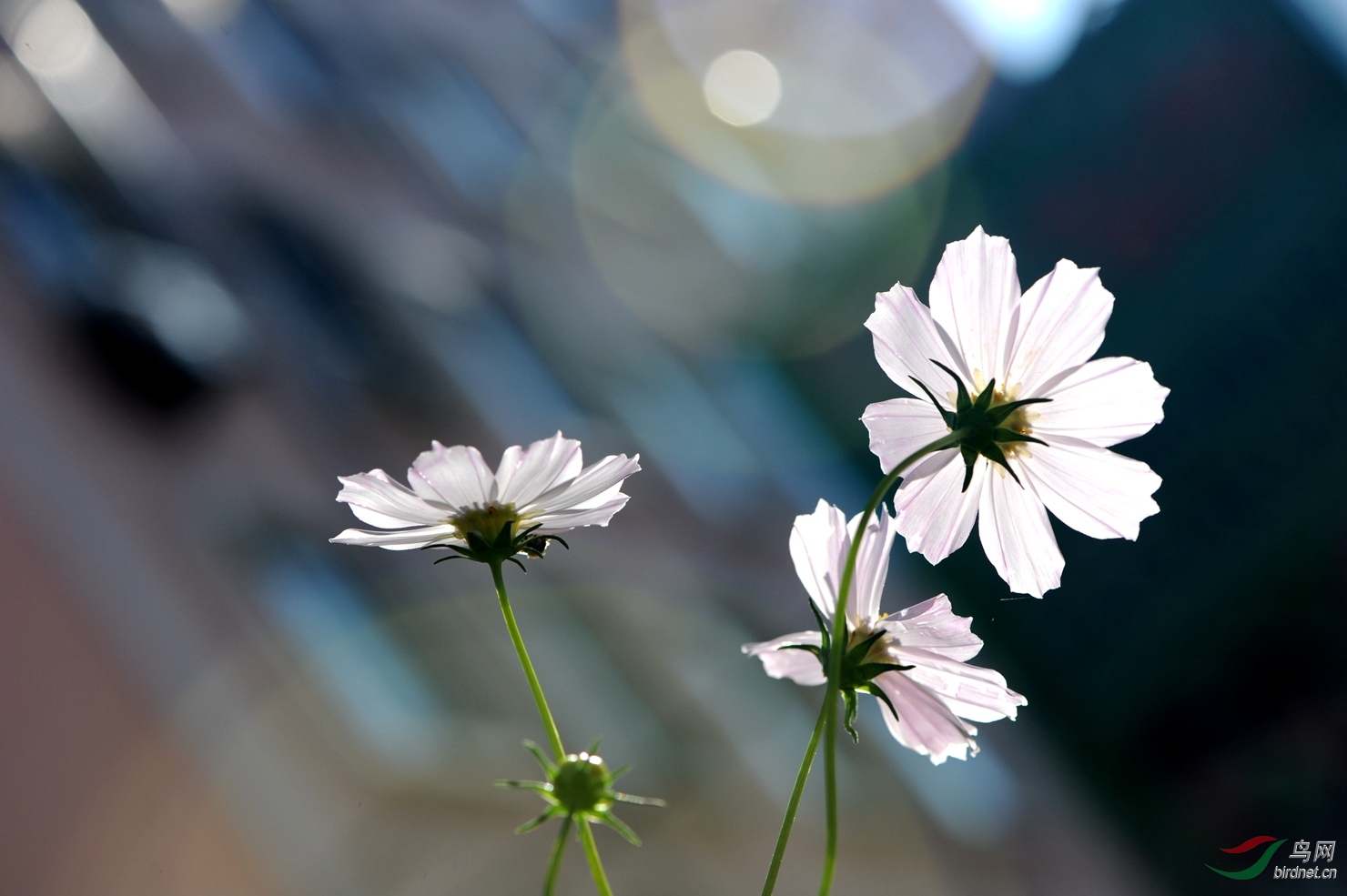 波斯菊