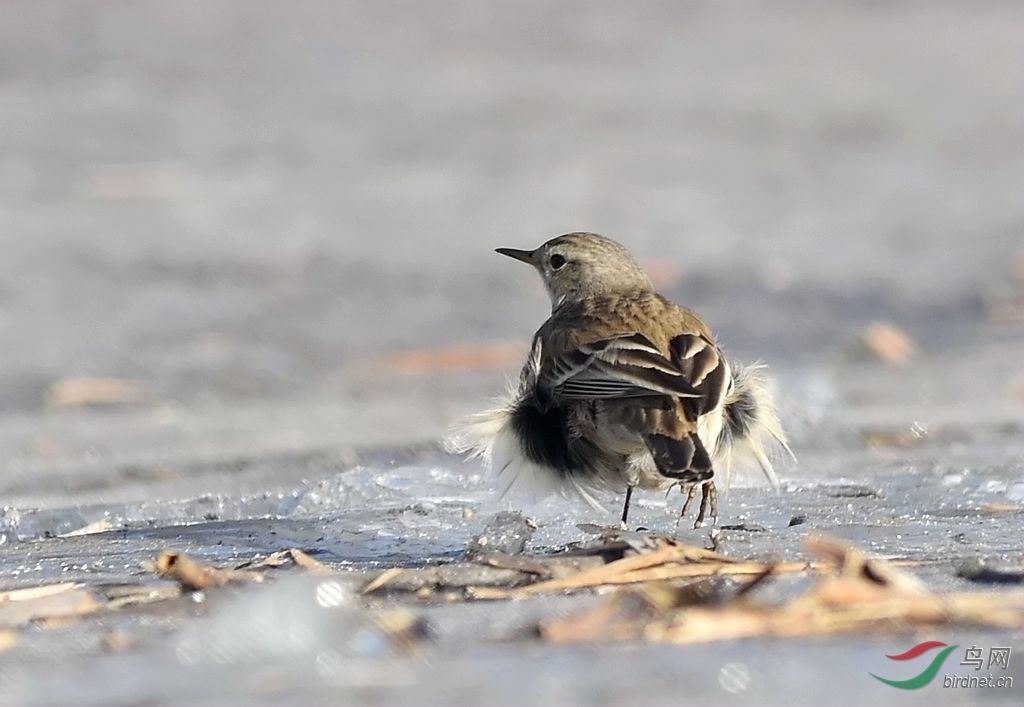寒风中的水鹨2017