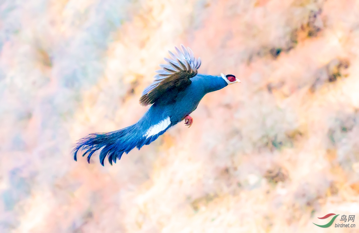 飞翔的蓝马鸡