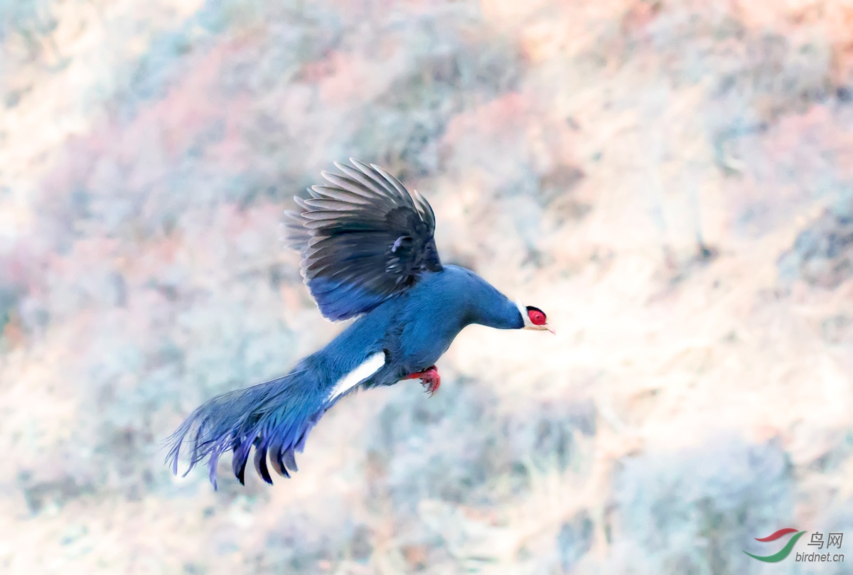 飞翔的蓝马鸡