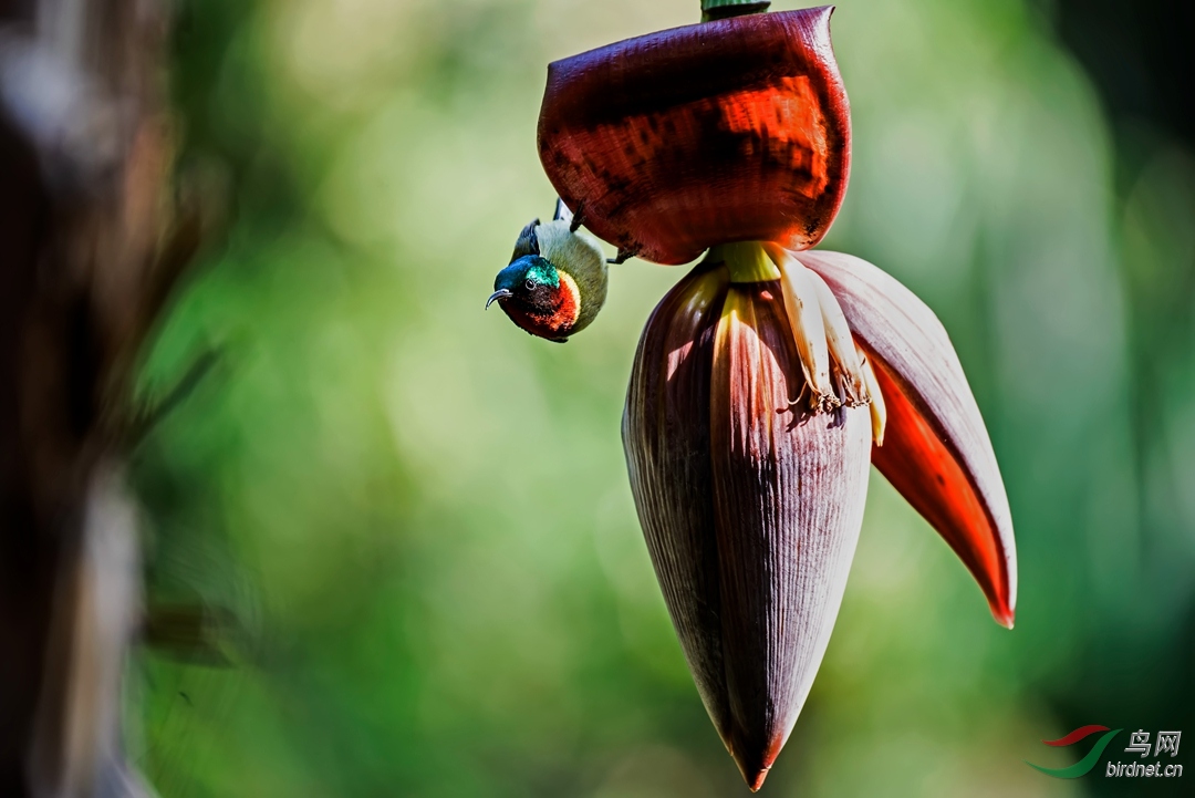 芭蕉花蕾太阳鸟