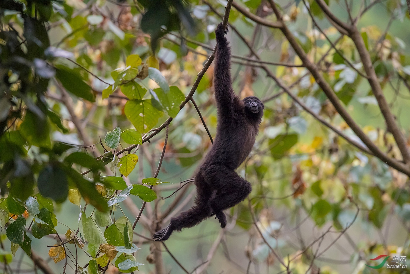 天行长臂猿祝贺图2荣获首页精华