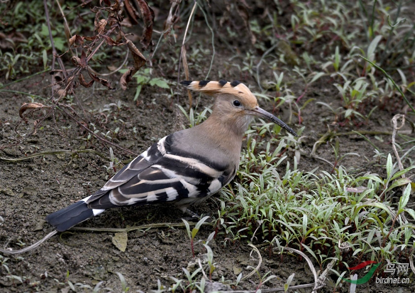 南川新城区河边偶遇本地俗称阳雀马