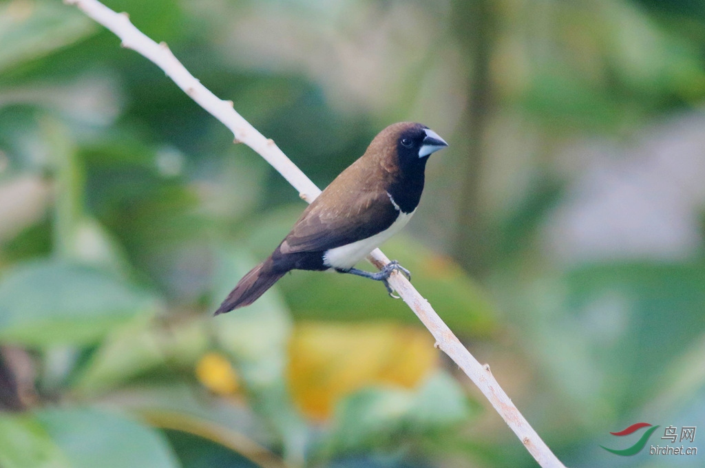巴厘岛拍的黑喉文鸟