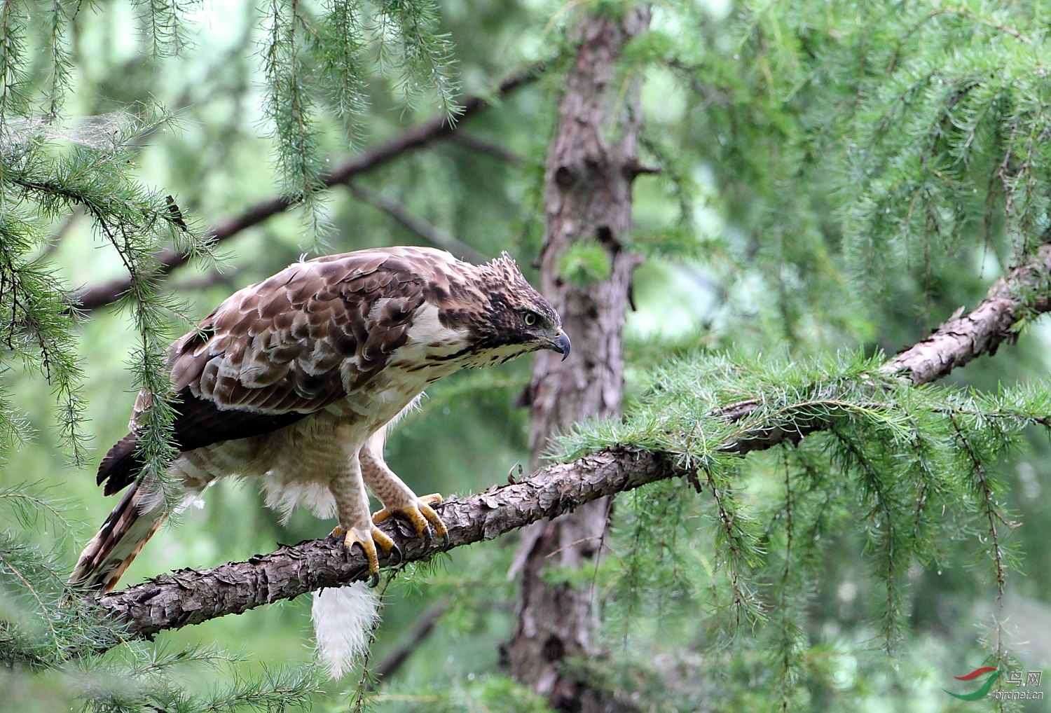 鹰雕2016年的收获一猛禽贺老师佳作获每日一图