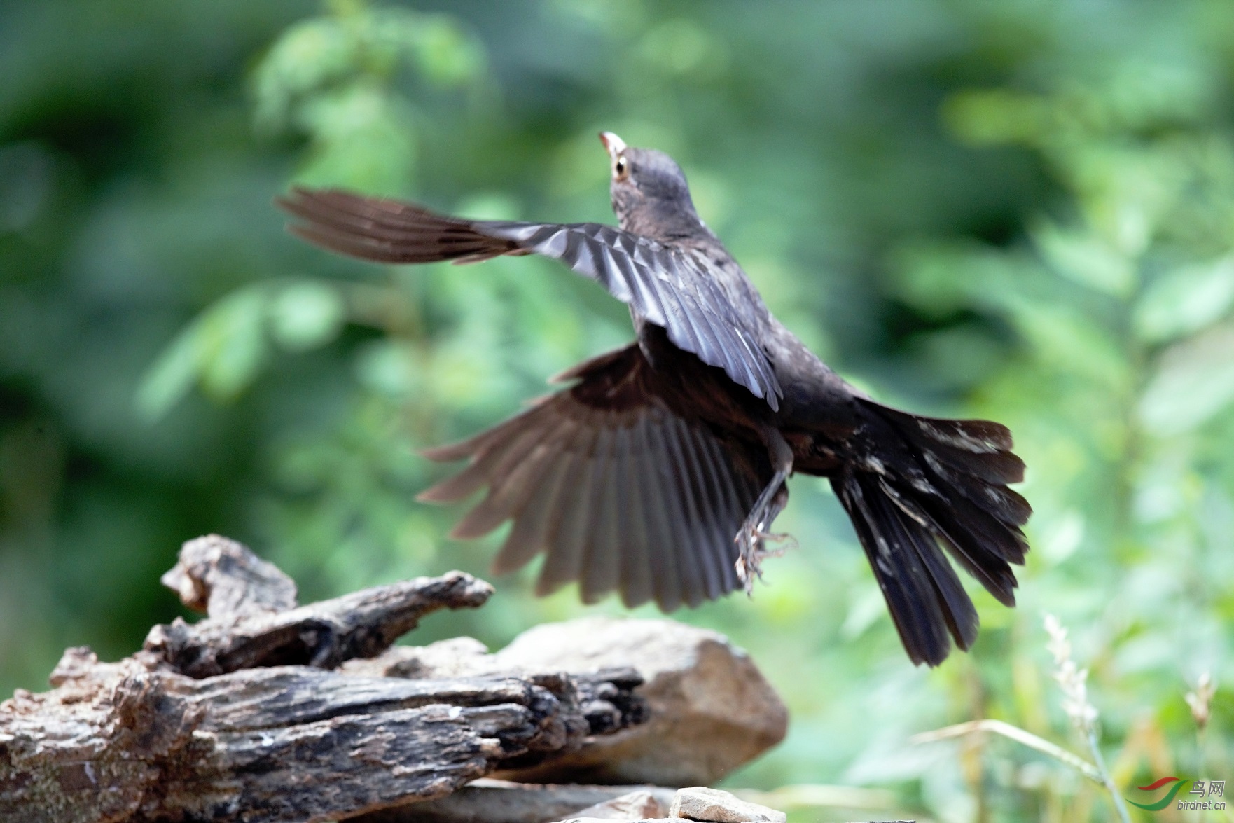 乌鸫- 林鸟版 鸟网