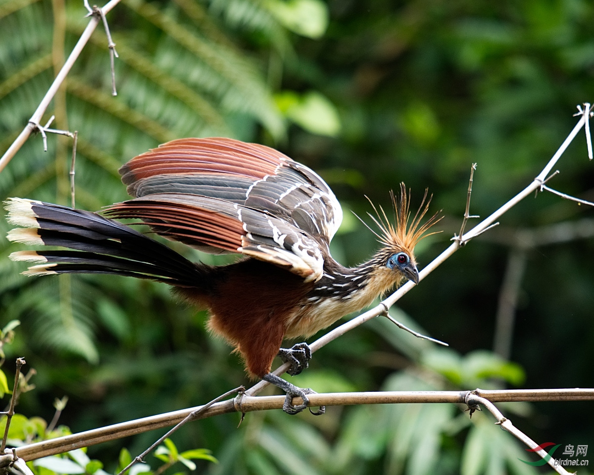秘鲁亚马逊丛林马努国家公园拍鸟记2