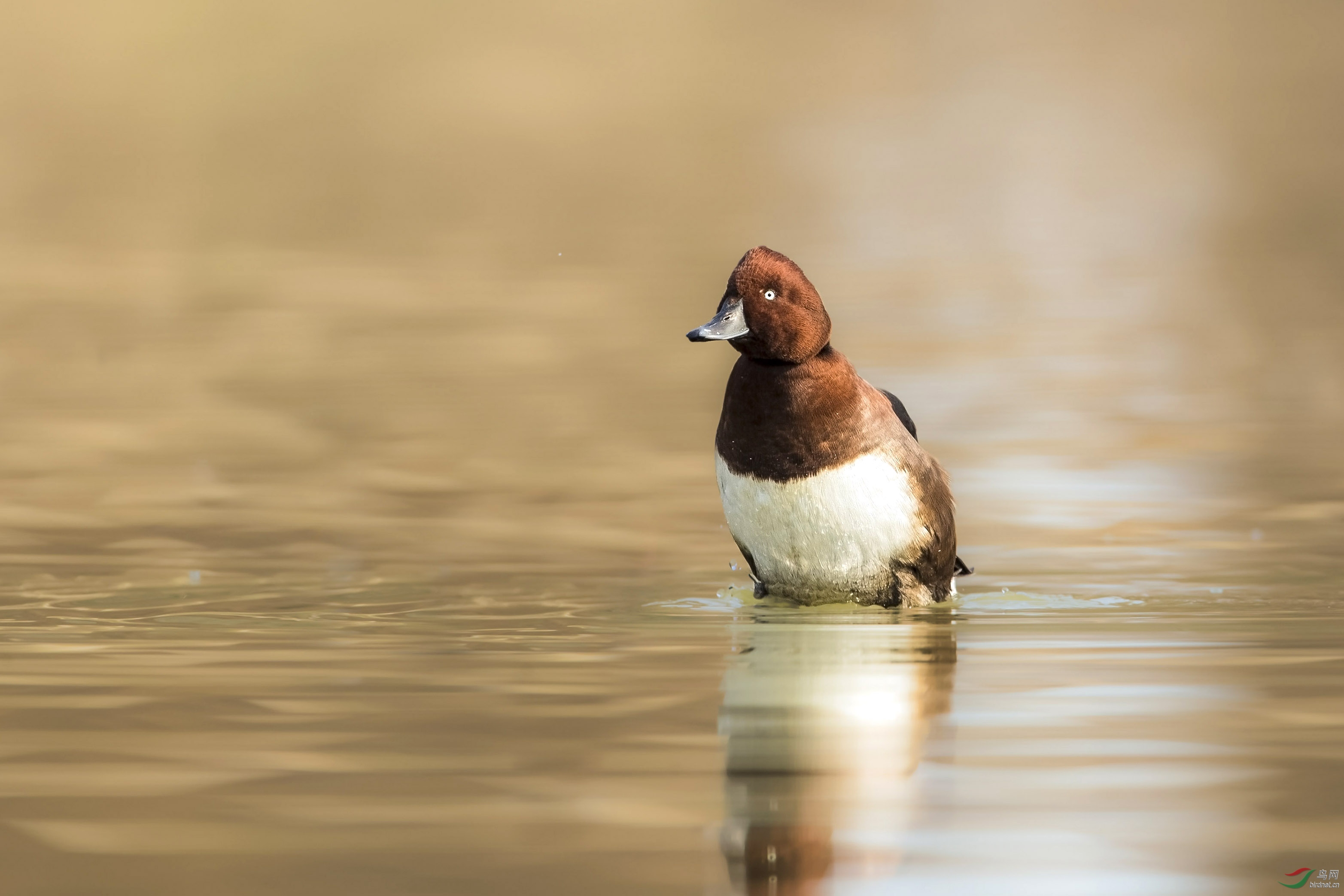其实白眼潜鸭挺可爱