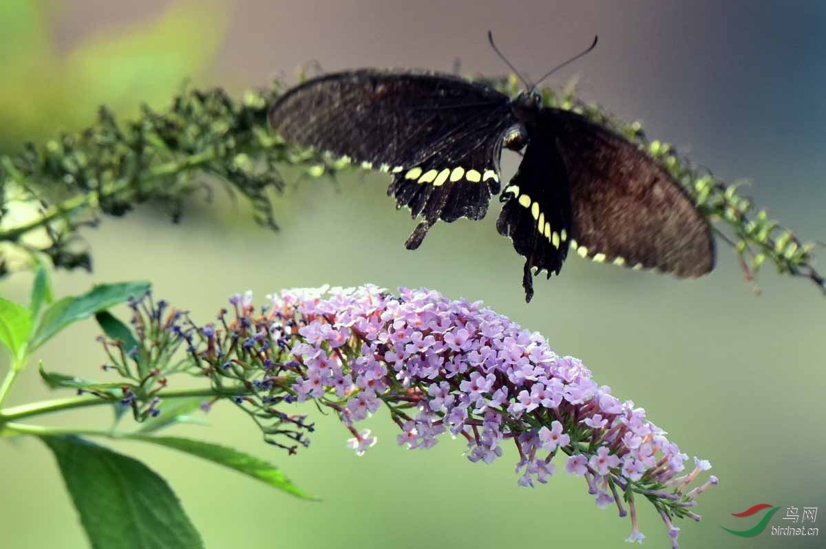 玉带凤蝶(雄)恋粉穗花
