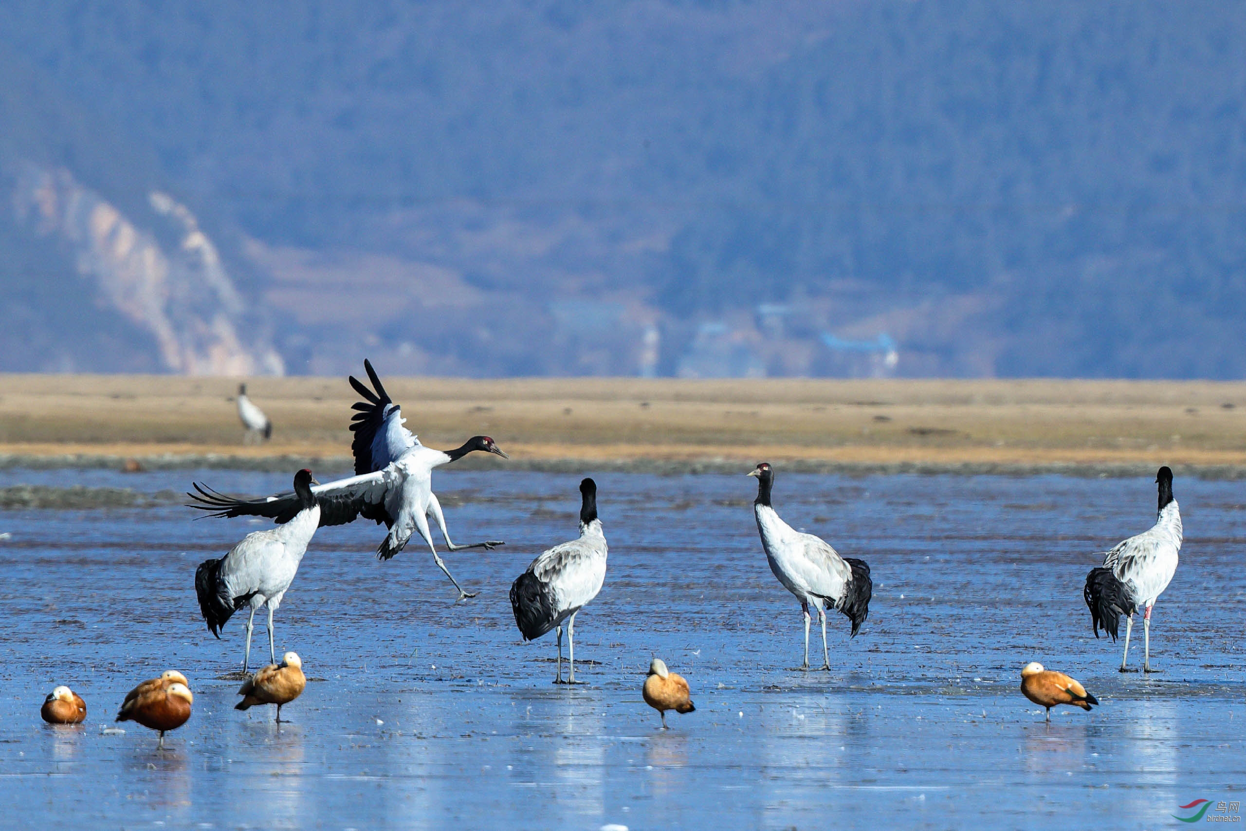 人仰马翻的黑颈鹤