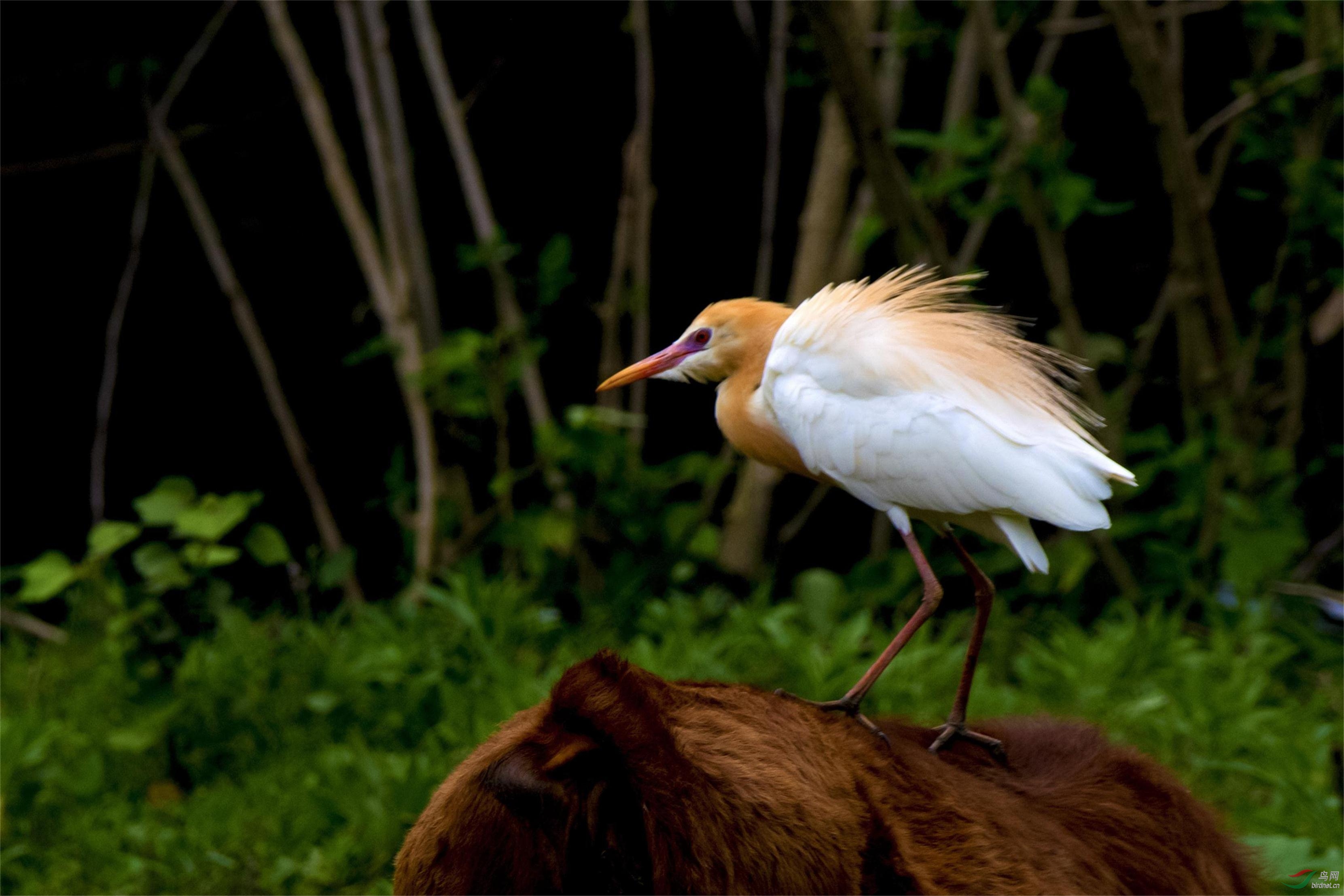 牛背鹭