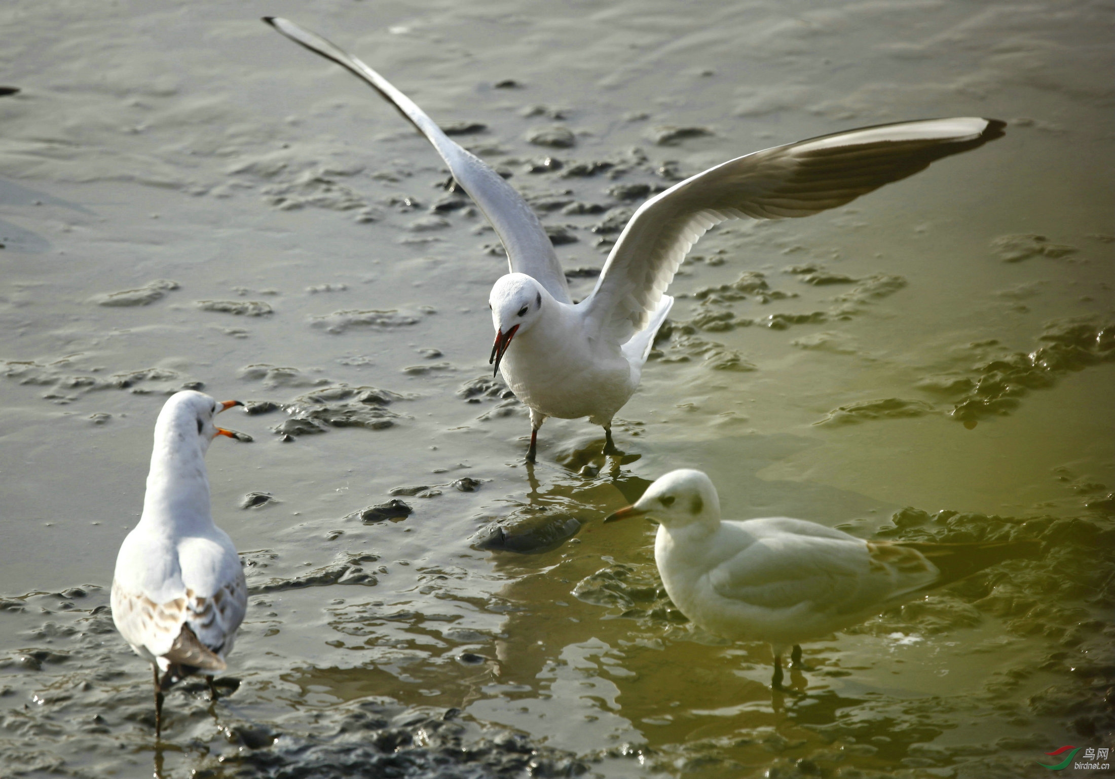 孝感野猪湖红嘴鸥在泥滩上觅食