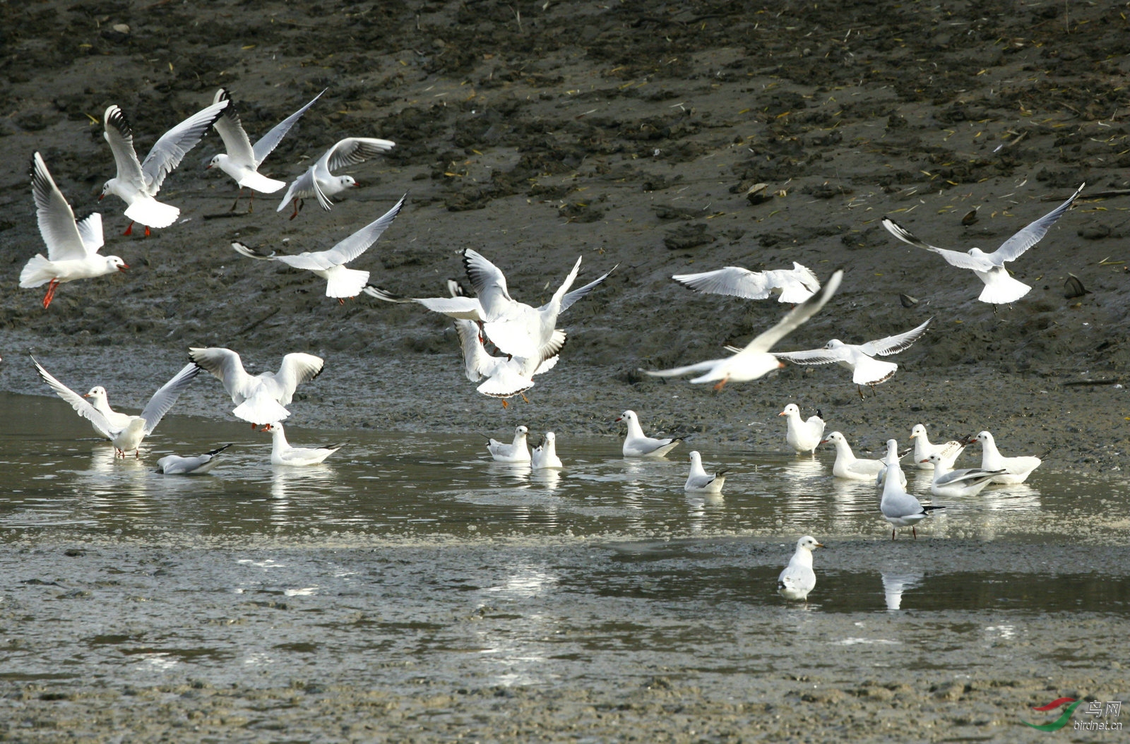 孝感野猪湖红嘴鸥在泥滩上觅食