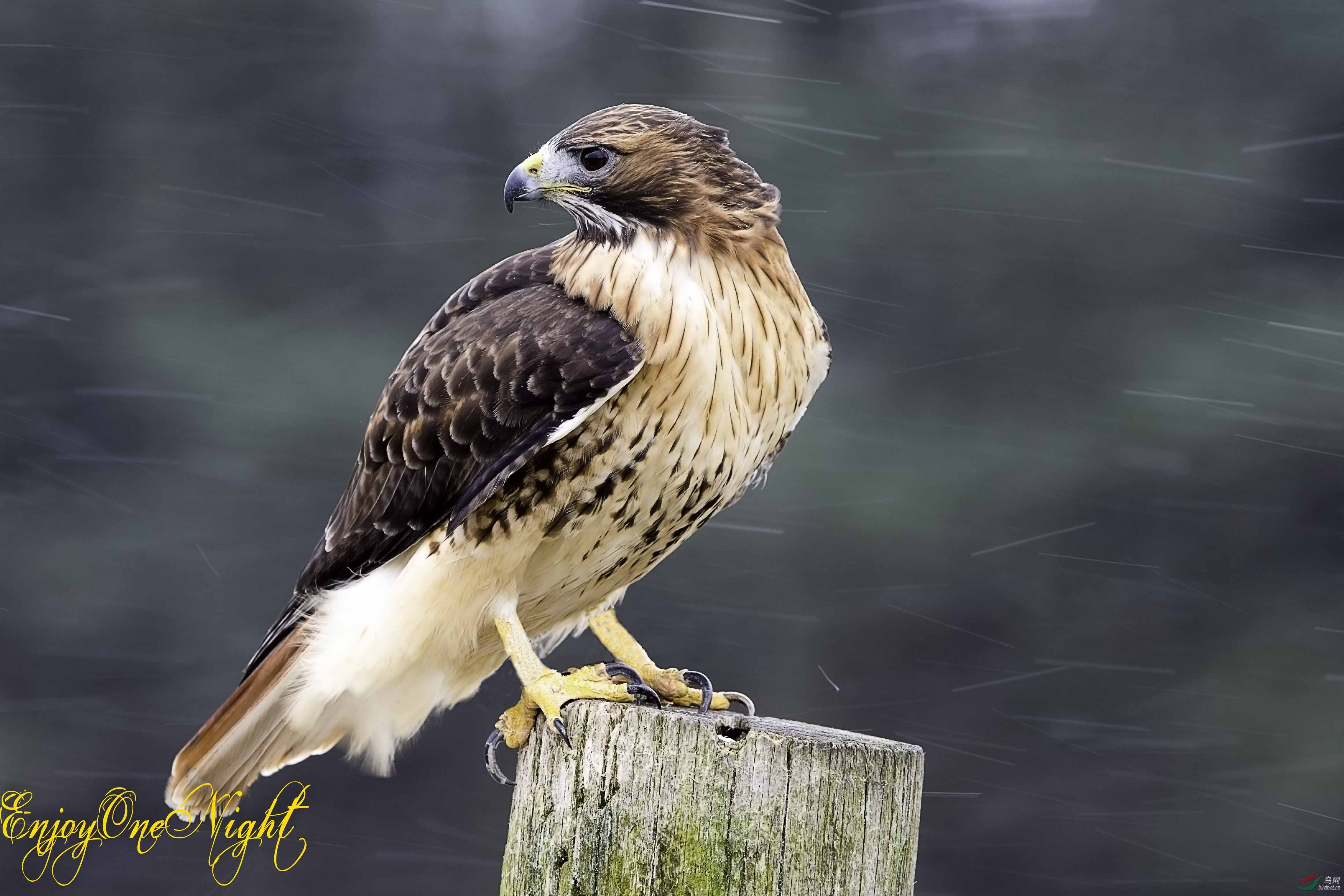 红尾鵟 red-tailed hawk