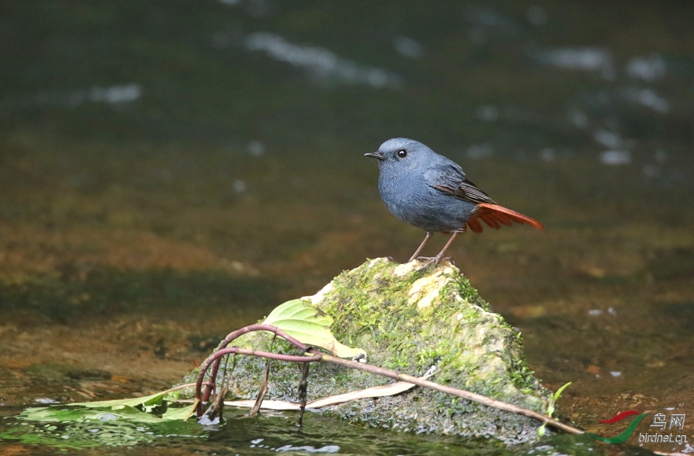 红尾水鸲——自然拍摄