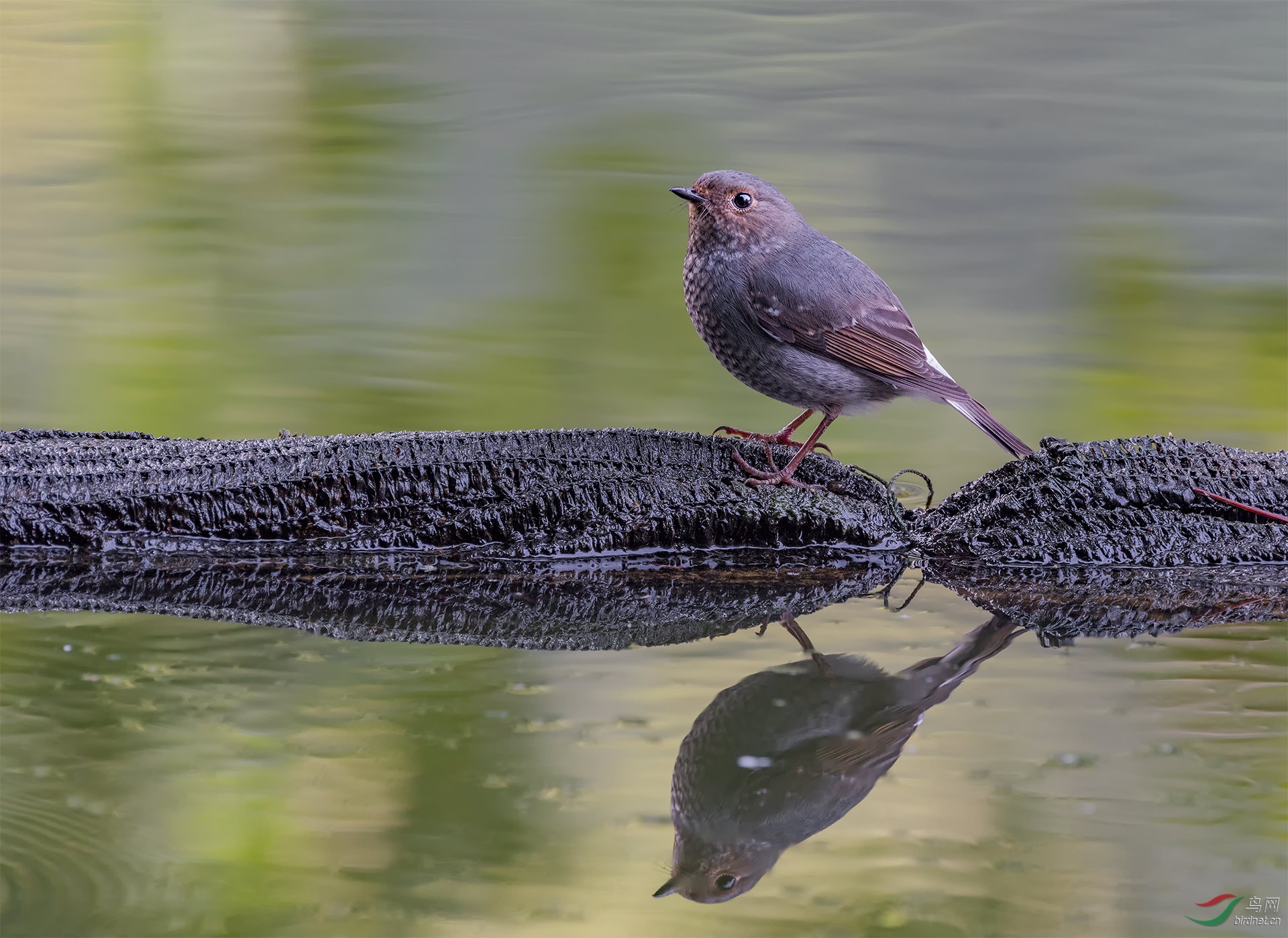 红尾水鸲【母】