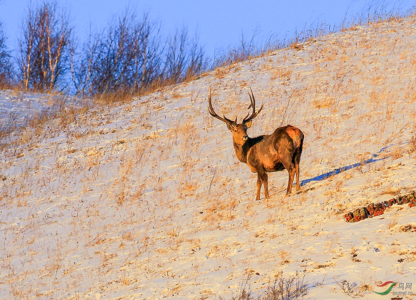 冬季雪地的巧遇——(贺图1获首页野生动物精华)