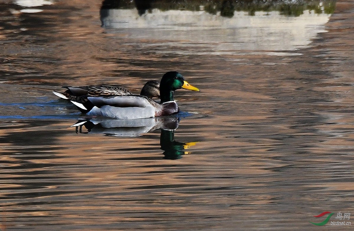祝陕版新的一年腾飞 - 陕西版 shanxi 鸟网