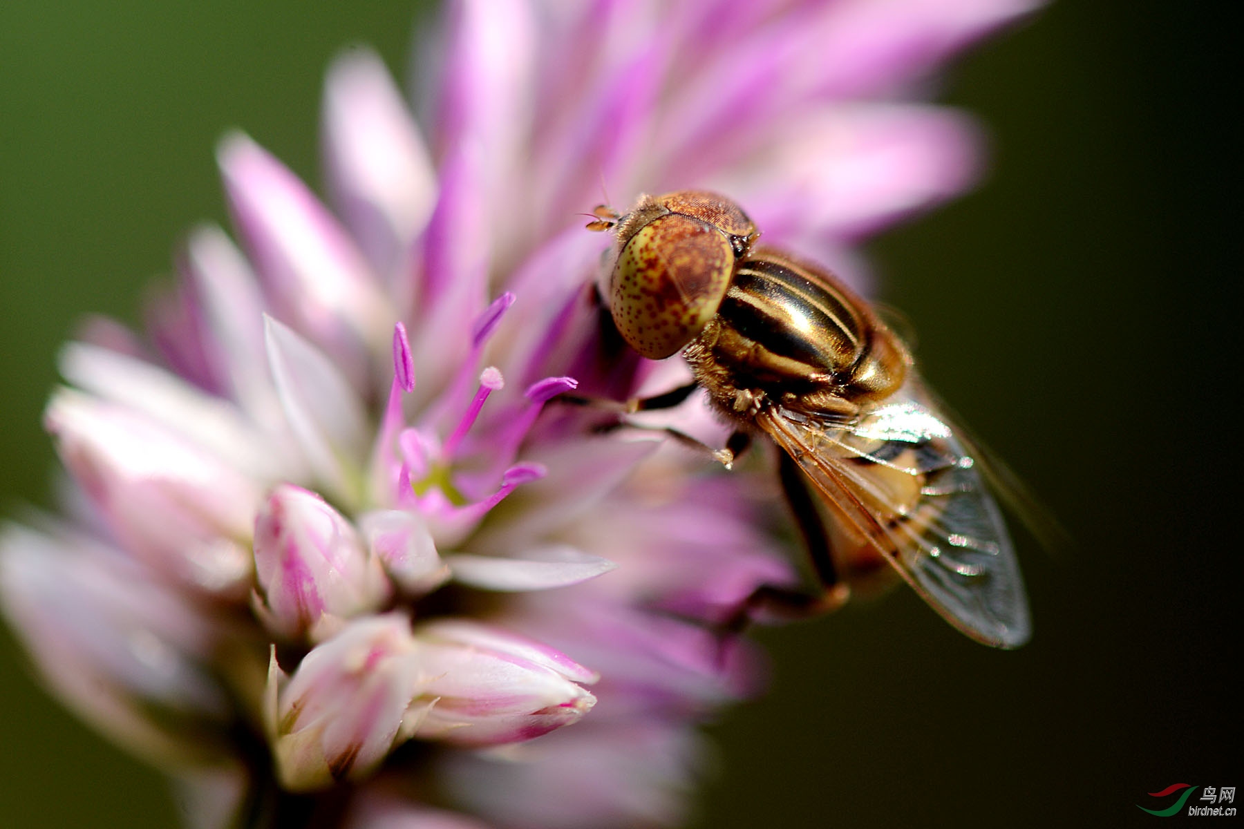 蜜蜂- 昆虫与微距 鸟网